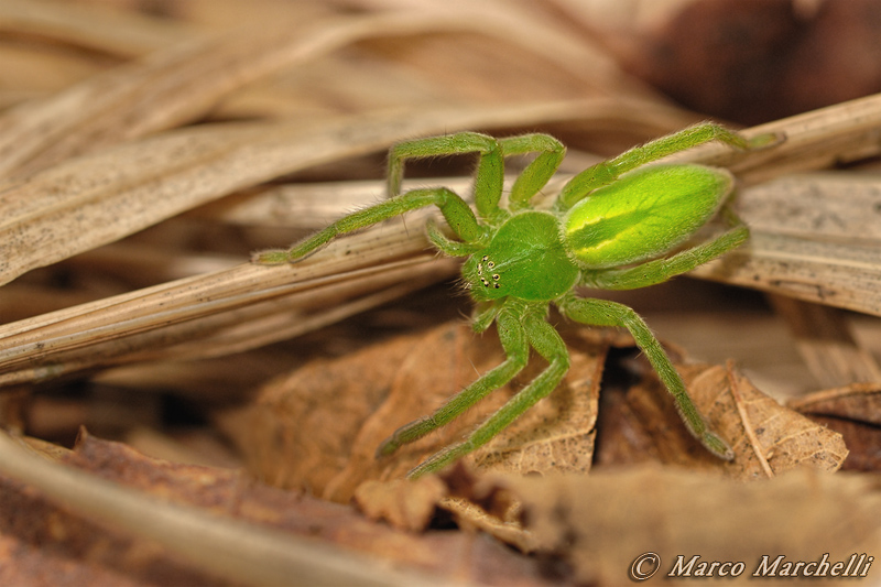 Micrommata virescens